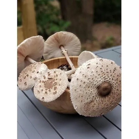 Under The Trees Apartament *