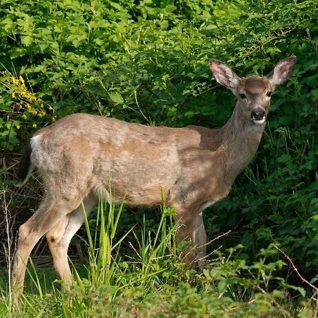 Under The Trees Apartament