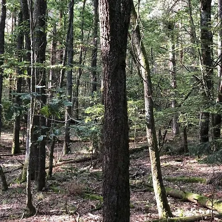 Under The Trees * Labaroche