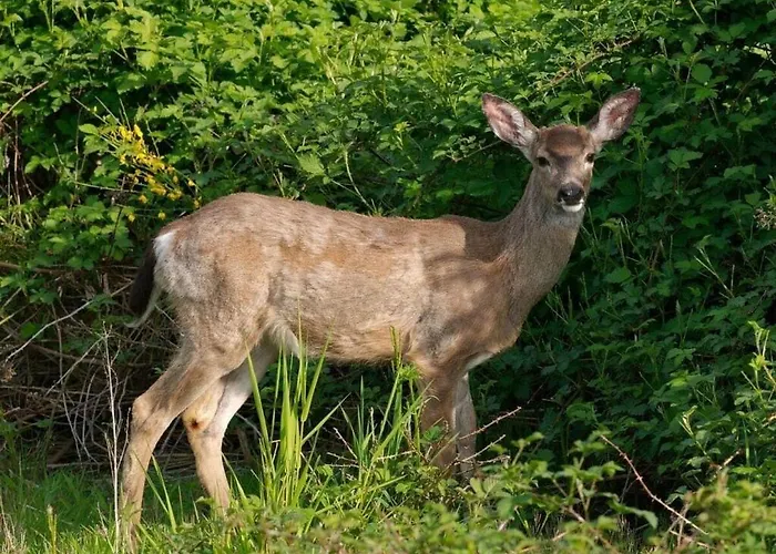Under The Trees Apartment