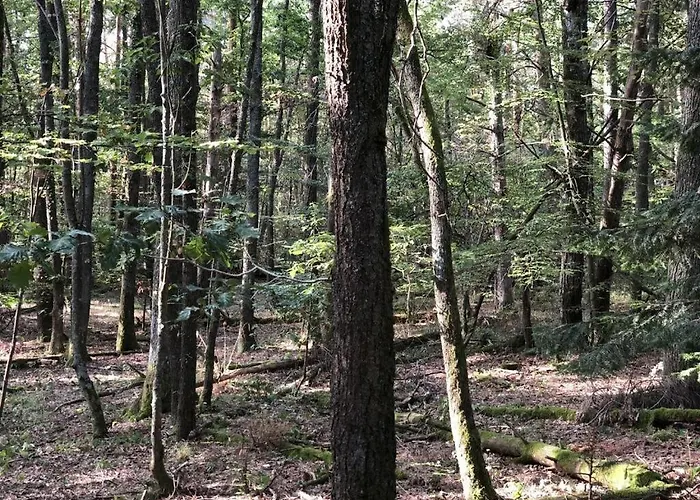 Under The Trees * Labaroche